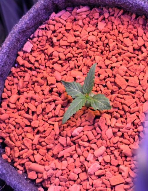 White Runtz X Spritzer. Week 2