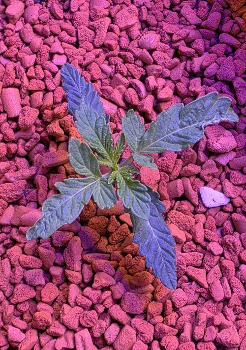 White Runtz X Spritzer. Week 2