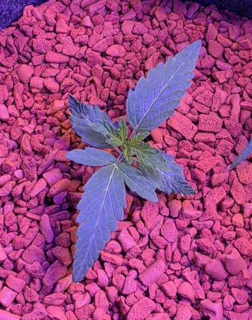 White Runtz X Spritzer. Week 2