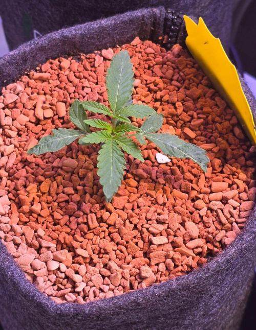 White Runtz X Spritzer. Week 2