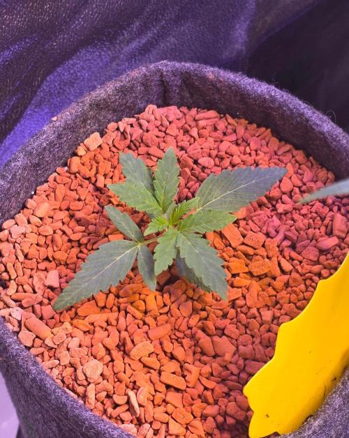 White Runtz X Spritzer. Week 2