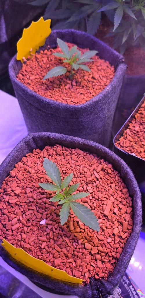 White Runtz X Spritzer. Week 2