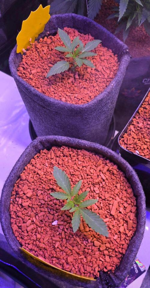 White Runtz X Spritzer. Week 2
