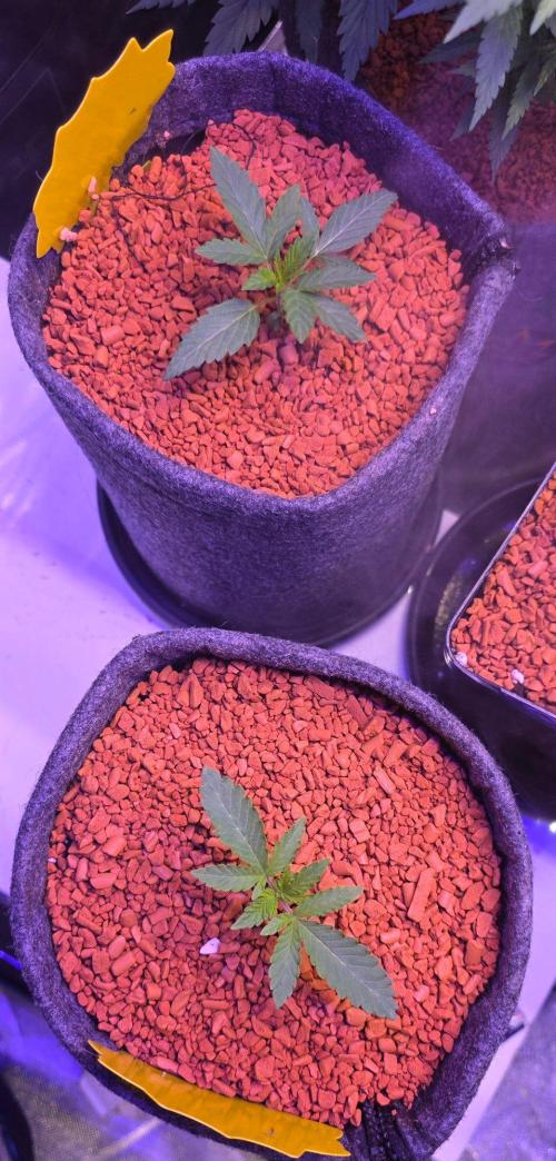 White Runtz X Spritzer. Week 2
