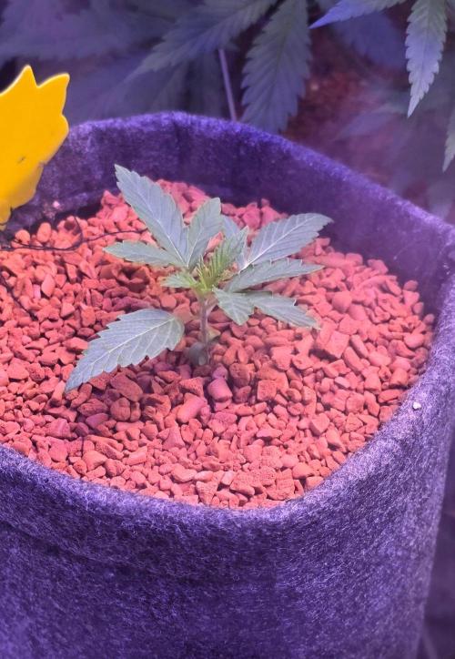 White Runtz X Spritzer. Week 2