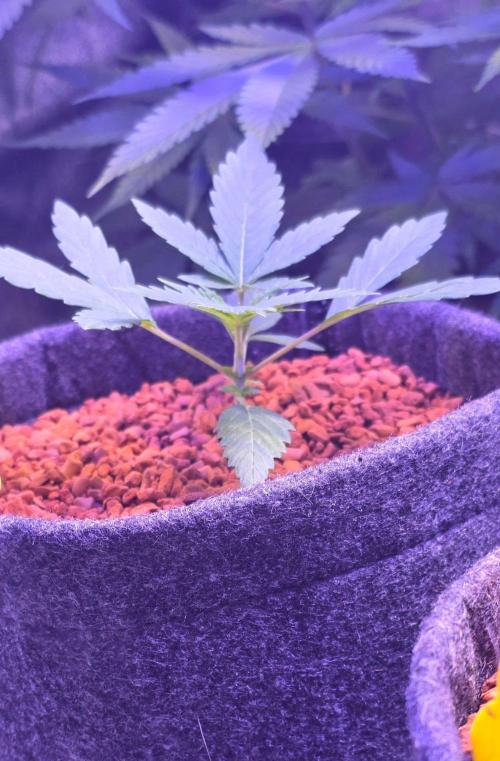 White Runtz X Spritzer. Week 3