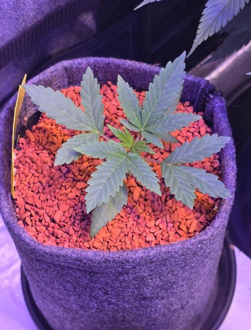White Runtz X Spritzer. Week 3