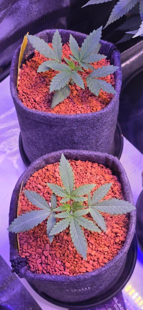 White Runtz X Spritzer. Week 3