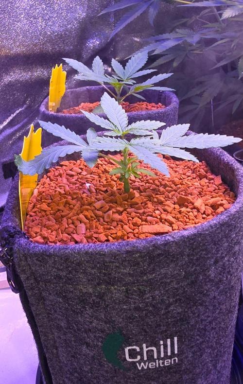 White Runtz X Spritzer. Week 3