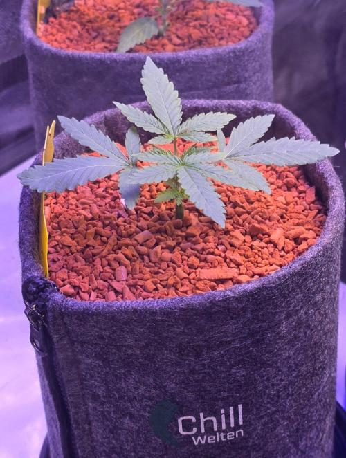White Runtz X Spritzer. Week 3