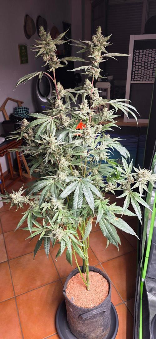 Jelly Donutz. Week 16
