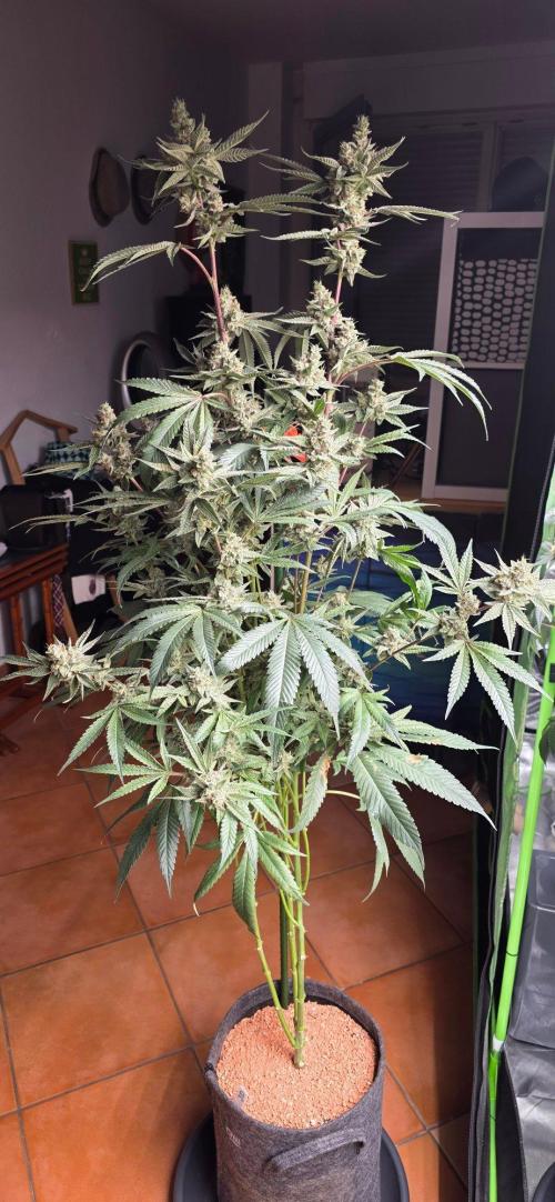 Jelly Donutz. Week 16