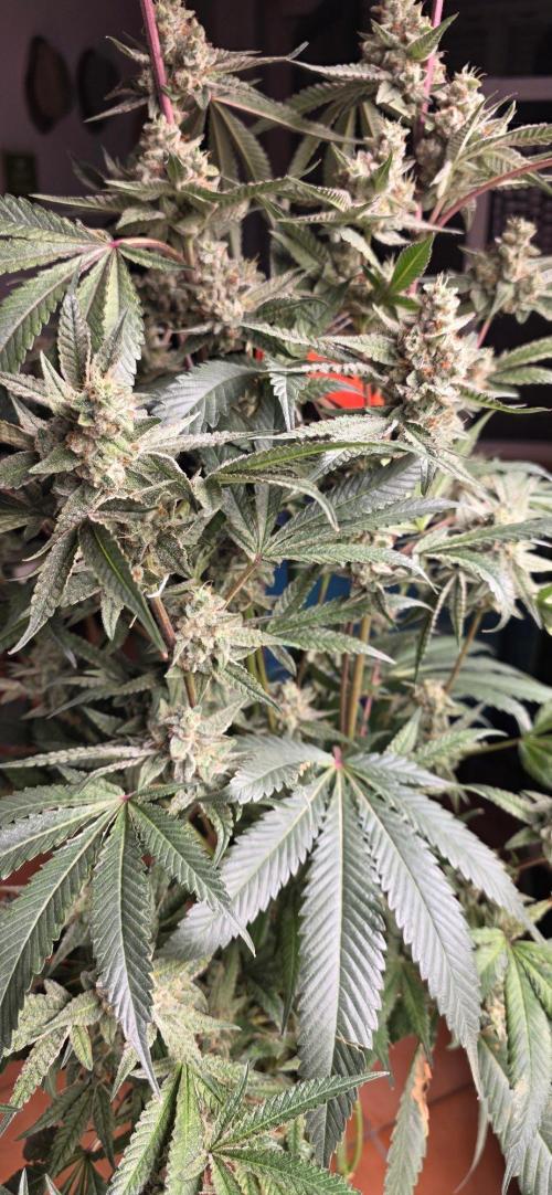 Jelly Donutz. Week 16