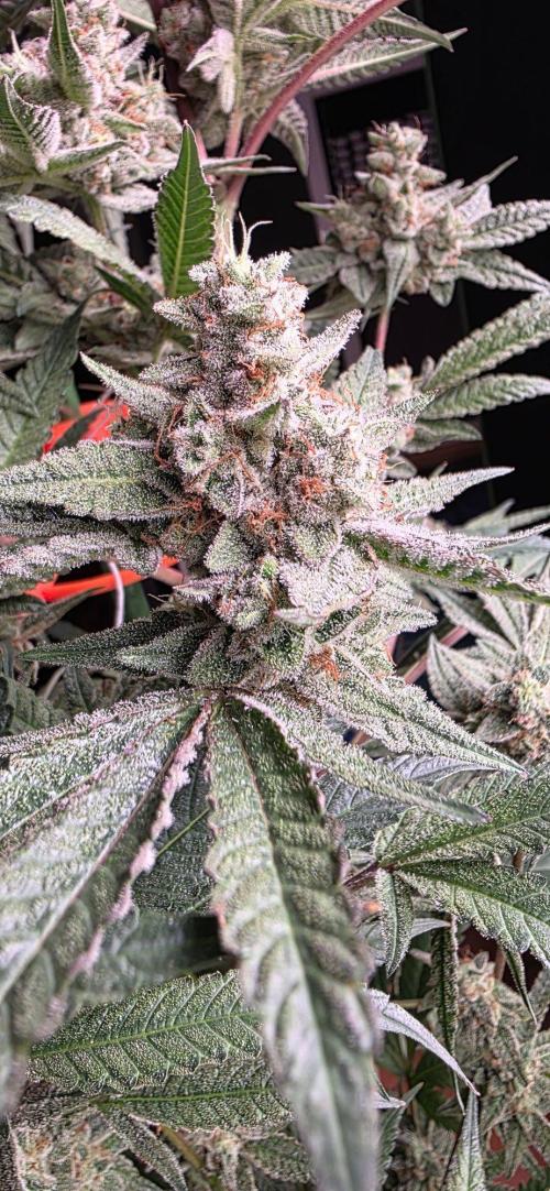 Jelly Donutz. Week 16
