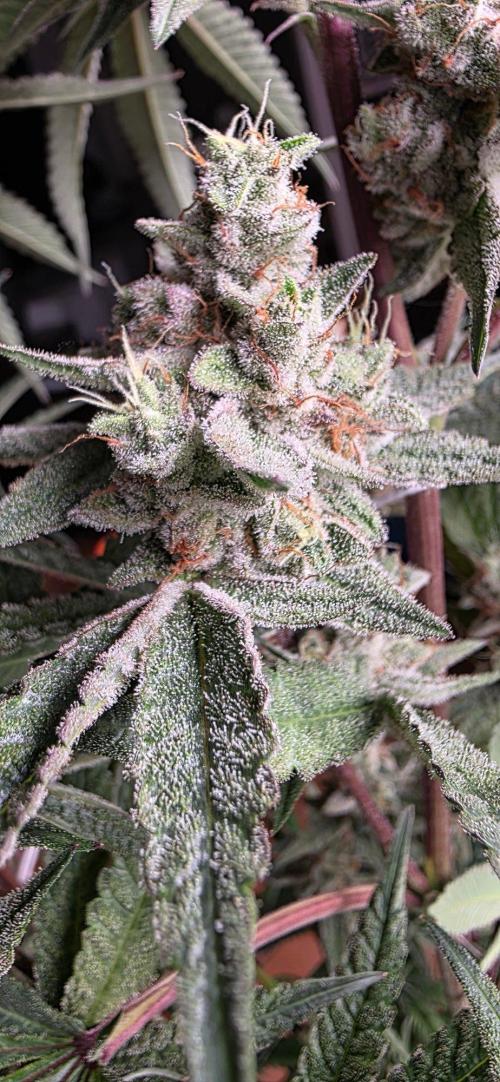 Jelly Donutz. Week 16