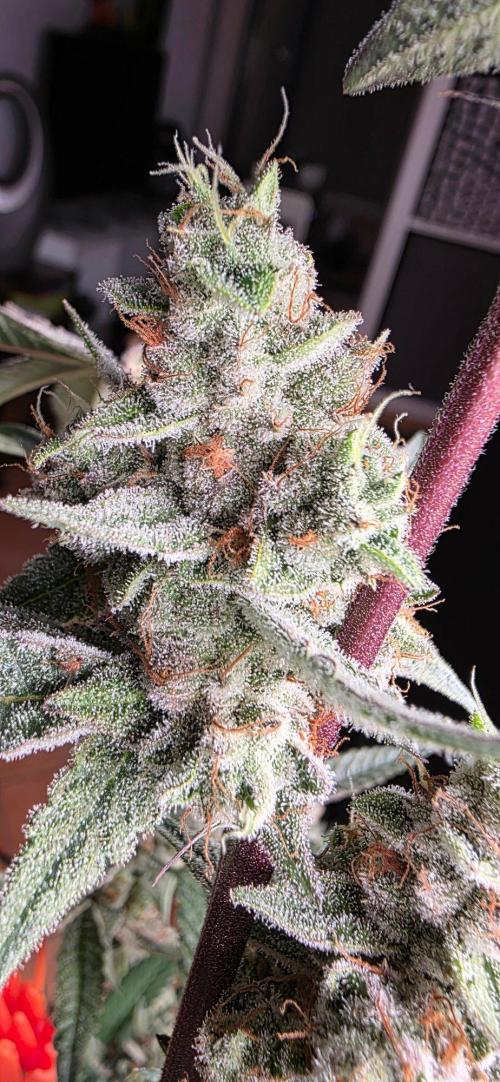 Jelly Donutz. Week 16