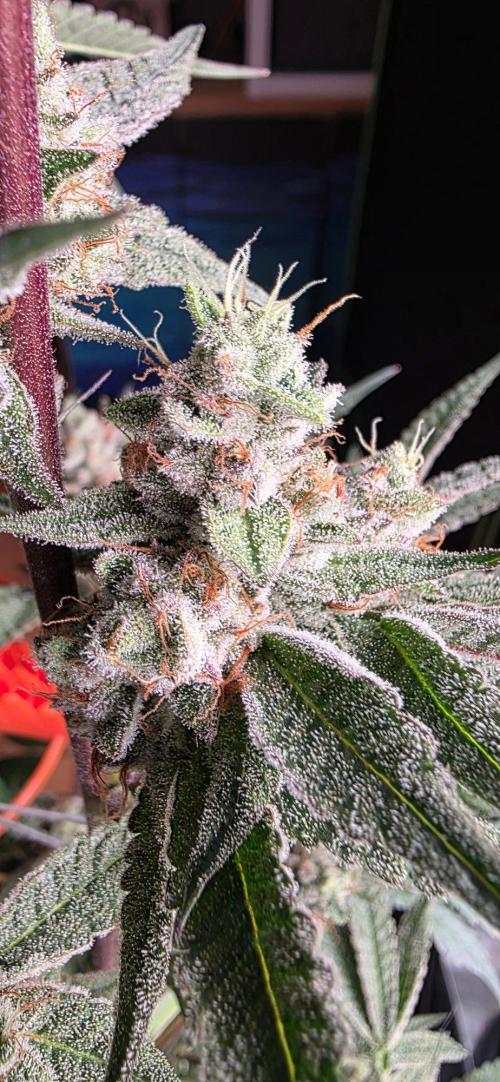 Jelly Donutz. Week 16