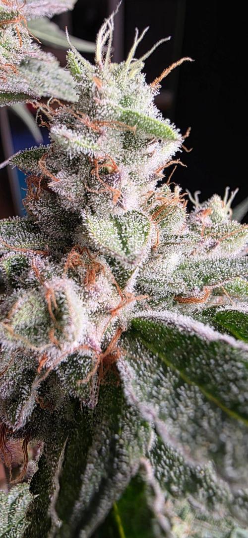 Jelly Donutz. Week 16
