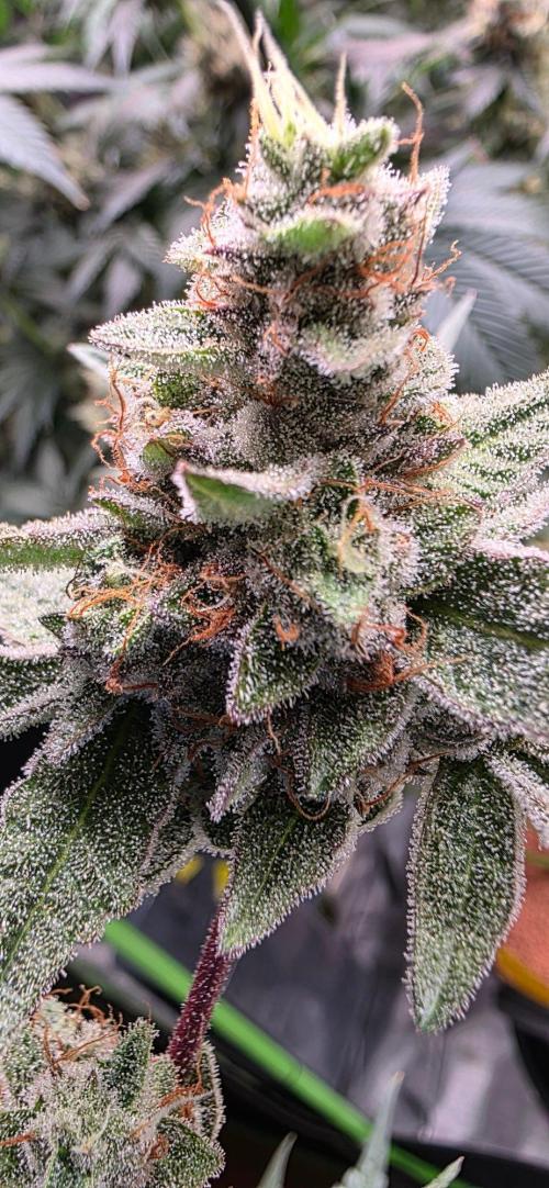 Jelly Donutz. Week 16