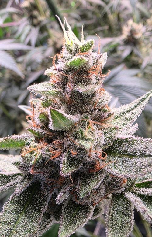 Jelly Donutz. Week 16