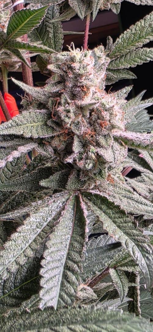 Jelly Donutz. Week 16