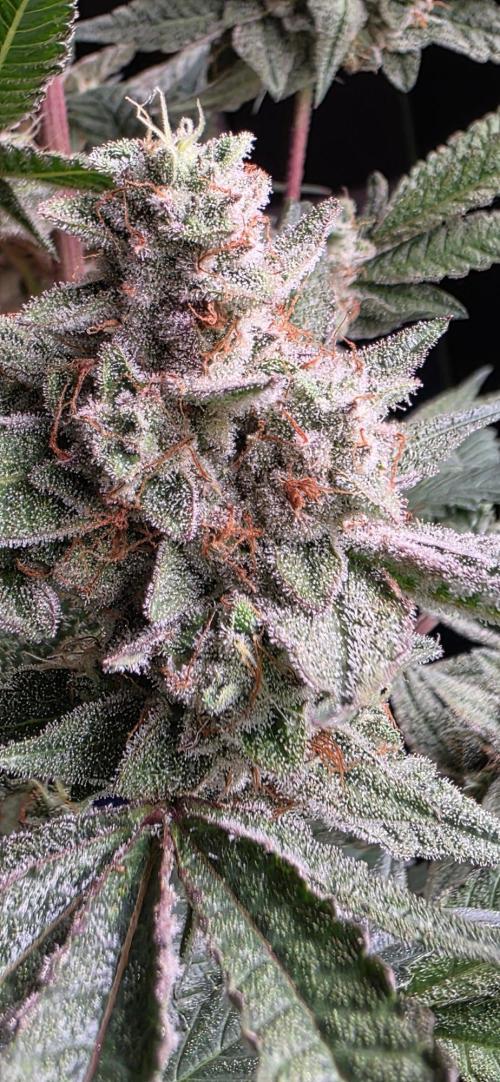 Jelly Donutz. Week 16