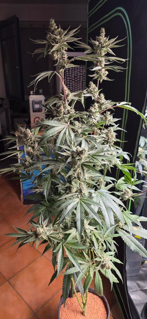 Jelly Donutz. Week 16