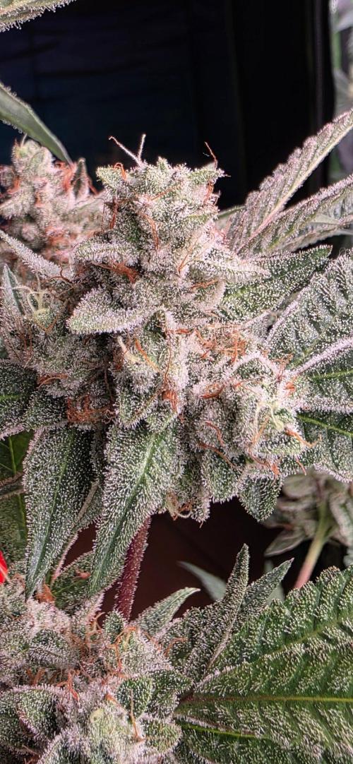 Jelly Donutz. Week 16