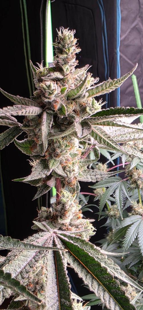 Jelly Donutz. Week 16
