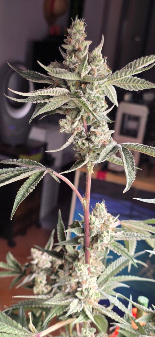 Jelly Donutz. Week 16