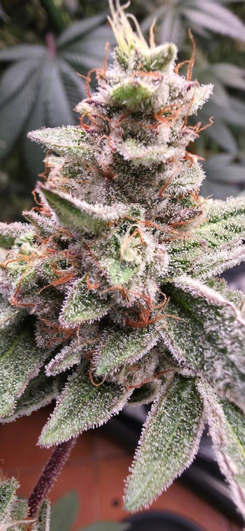 Jelly Donutz. Week 16