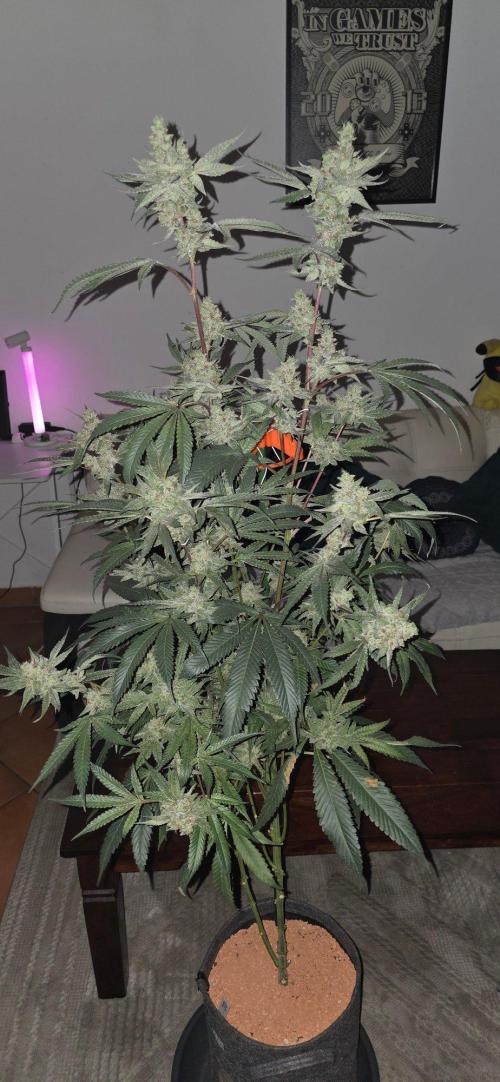 Jelly Donutz. Week 16