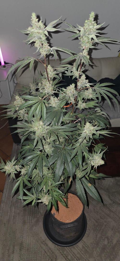 Jelly Donutz. Week 16