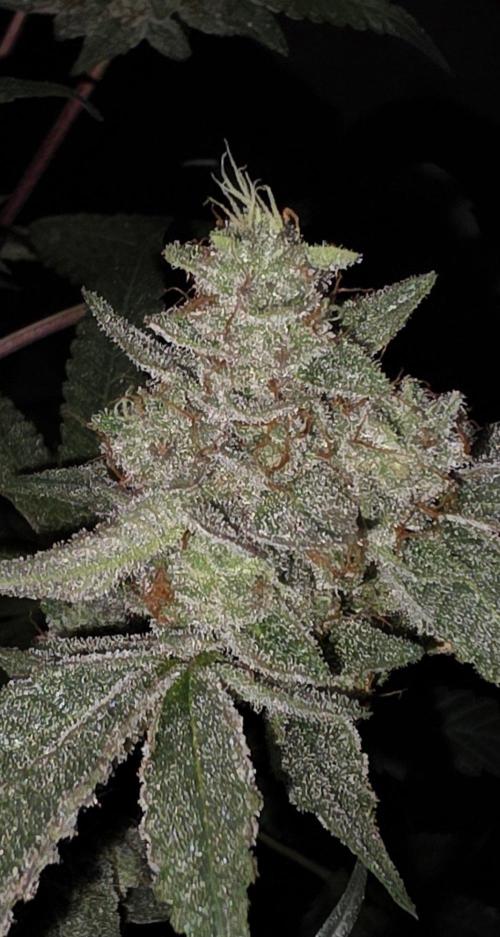 Jelly Donutz. Week 16