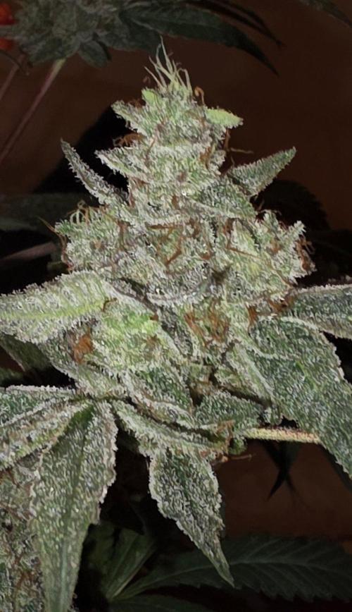 Jelly Donutz. Week 16