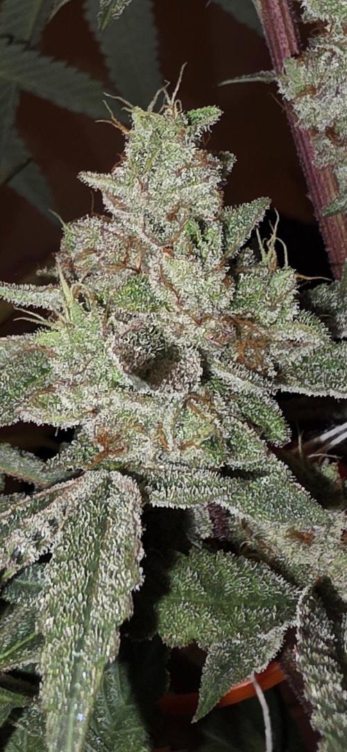 Jelly Donutz. Week 16