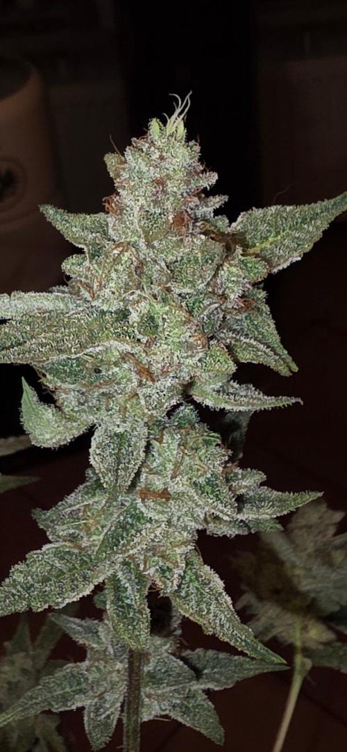 Jelly Donutz. Week 16