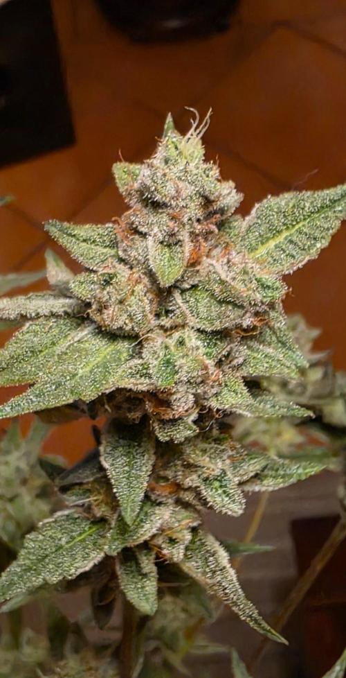 Jelly Donutz. Week 16