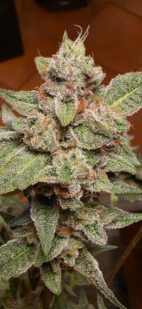 Jelly Donutz. Week 16