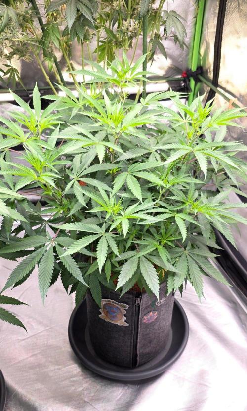 Tropicanna Poison F1 Fast Flowering. Week 8