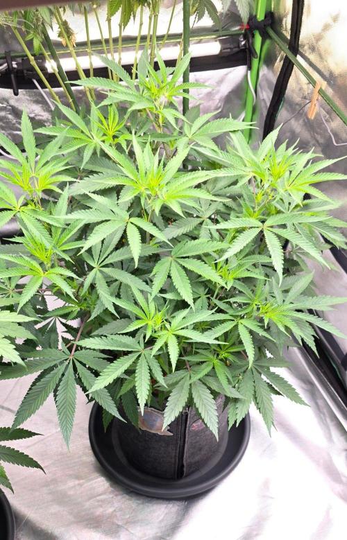 Tropicanna Poison F1 Fast Flowering. Week 8