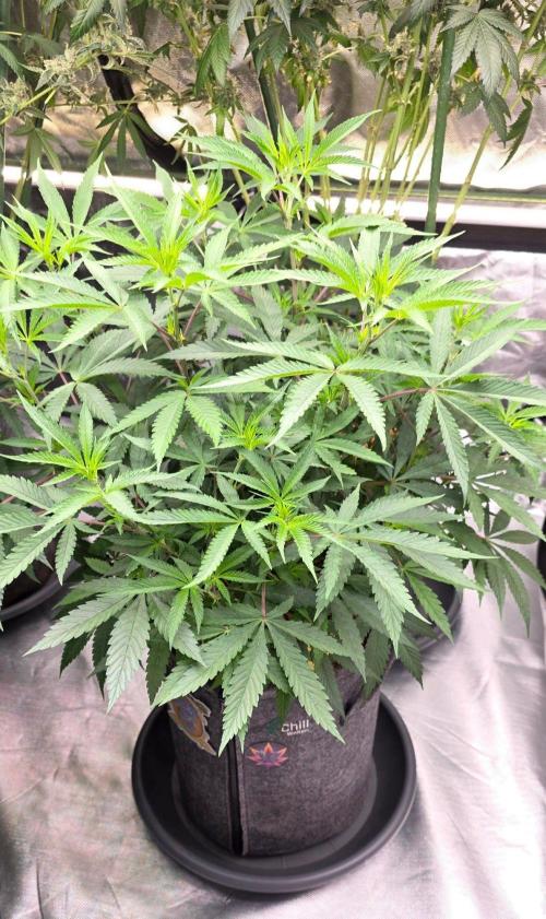 Tropicanna Poison F1 Fast Flowering. Week 8