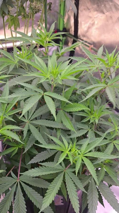 Tropicanna Poison F1 Fast Flowering