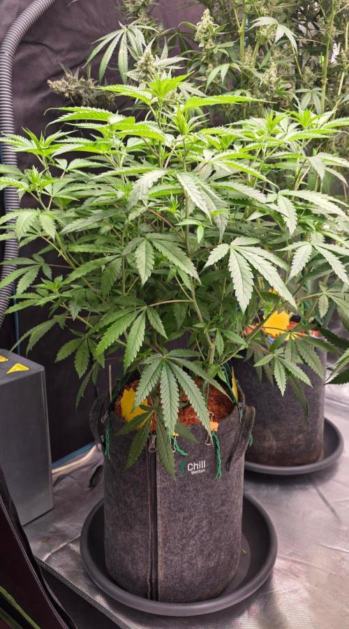 Brain Dead X Zazul. Week 8