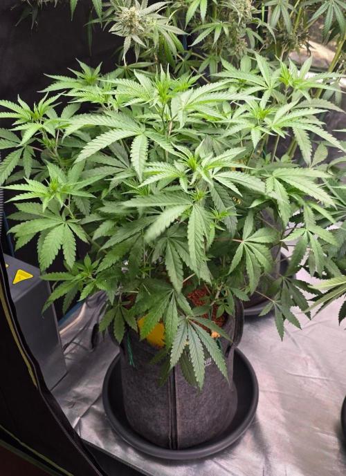 Brain Dead X Zazul. Week 8