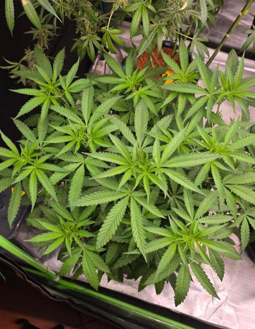 Brain Dead X Zazul. Week 8