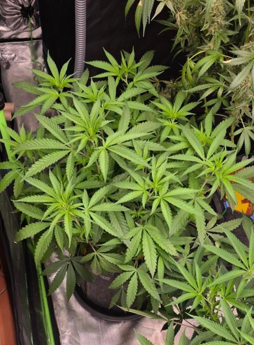 Brain Dead X Zazul. Week 8