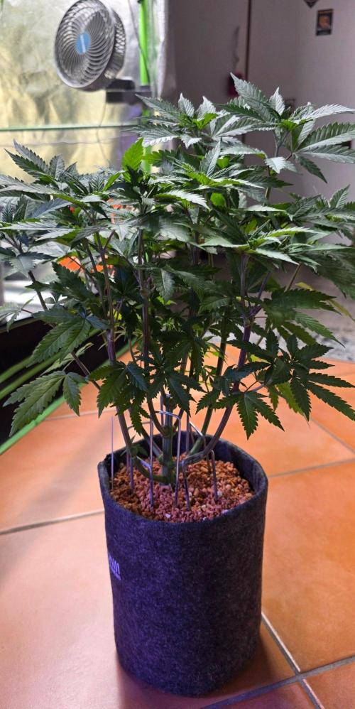 ONE LOVE Bob Marley Edition. Week 8