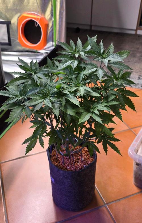 ONE LOVE Bob Marley Edition. Week 8