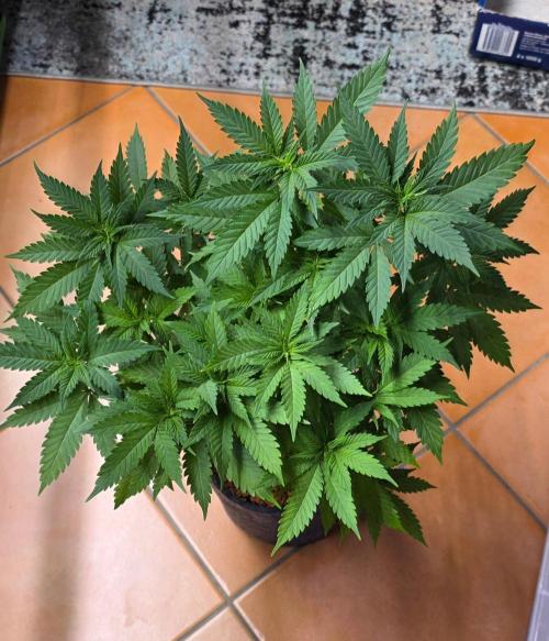 ONE LOVE Bob Marley Edition. Week 8